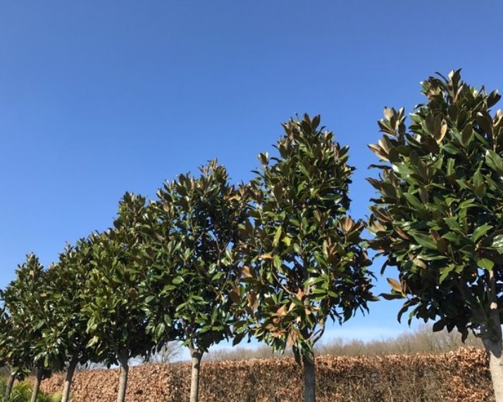 Magnolia grandiflora hoogstam